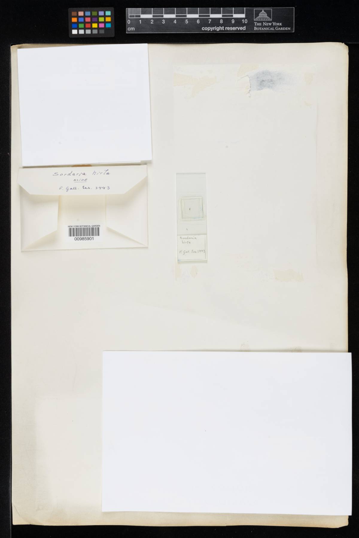 Arnium cervinum image