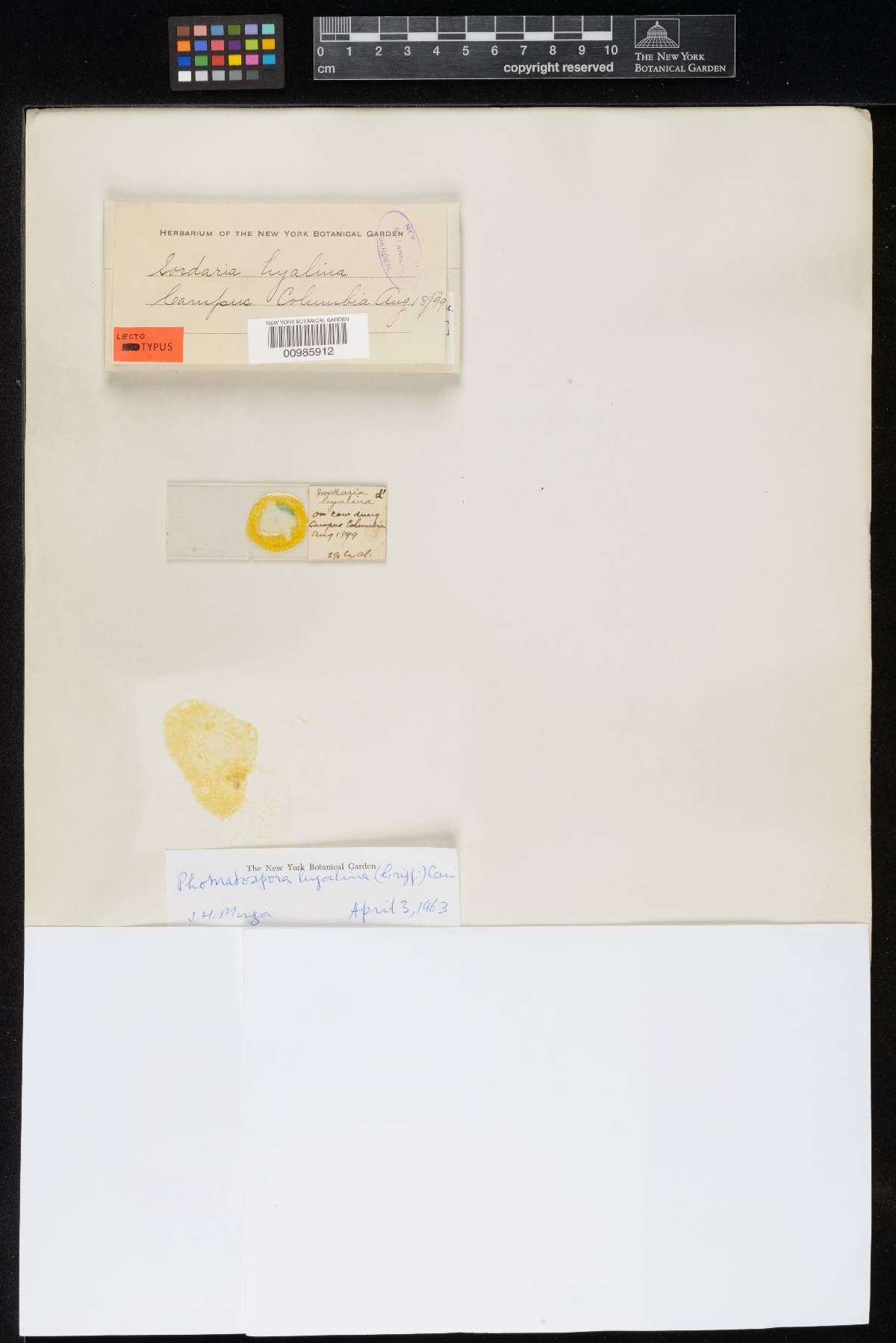 Sordaria hyalina image