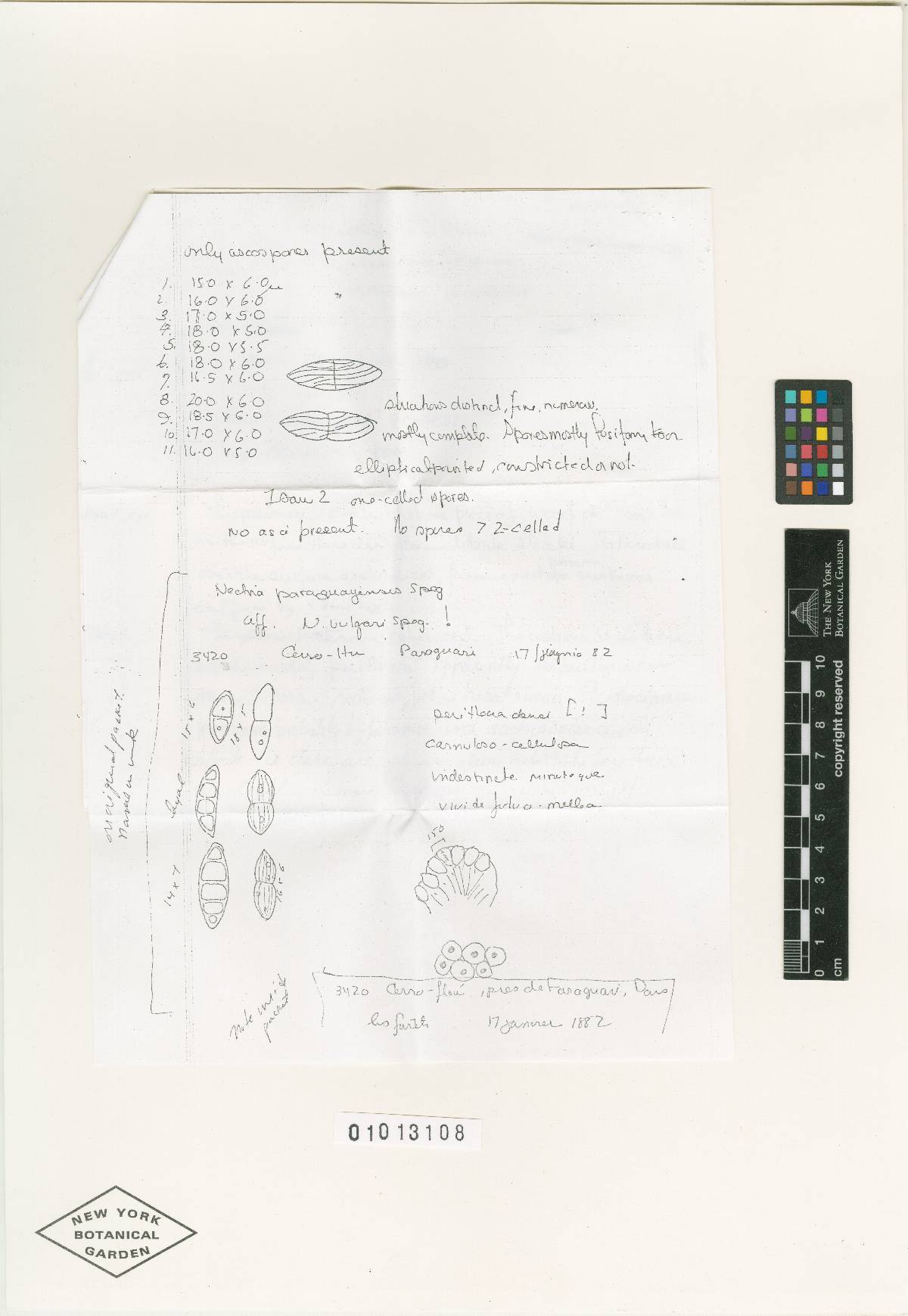 Nectria paraguayensis image