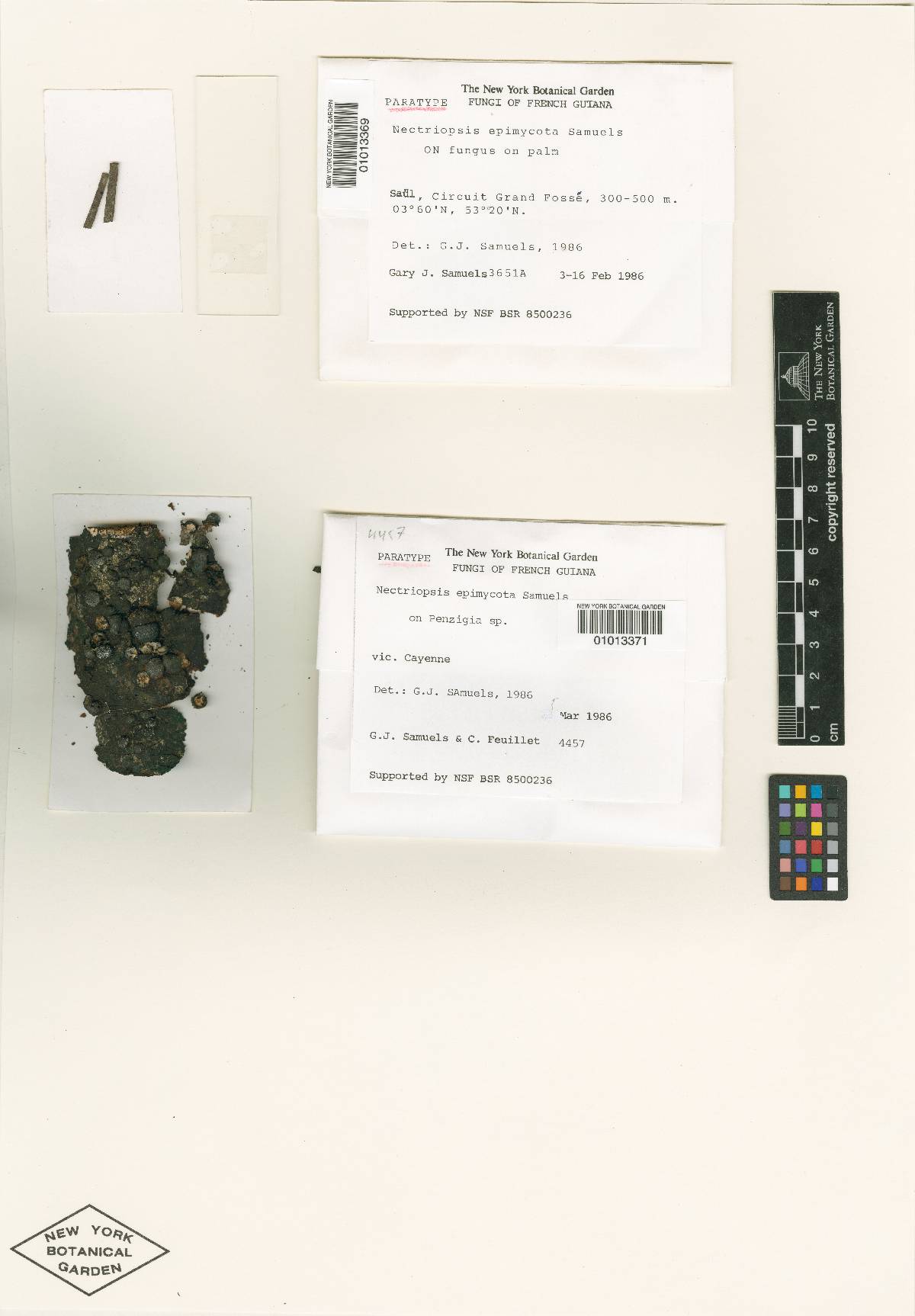 Nectriopsis epimycota image