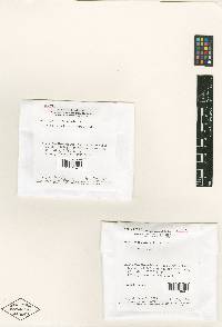 Nectriopsis microthecia image