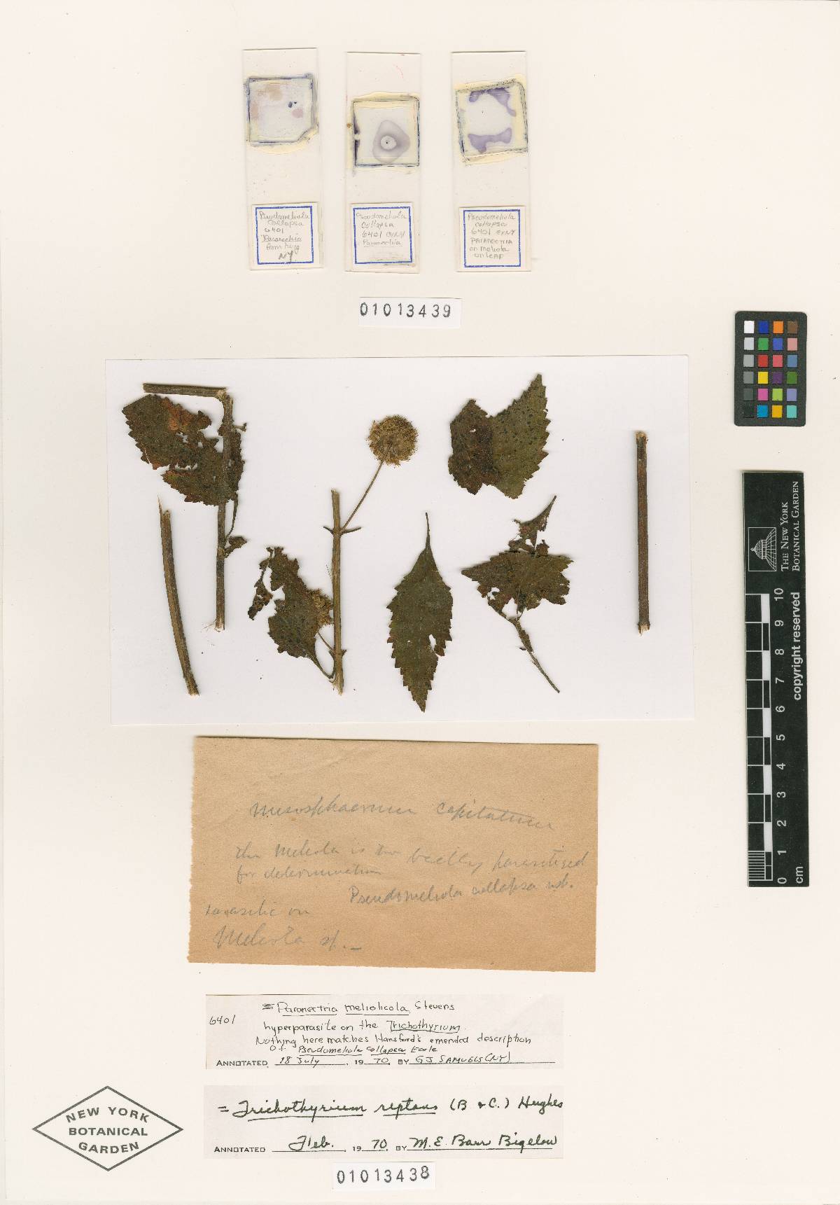 Pseudomeliola collapsa image