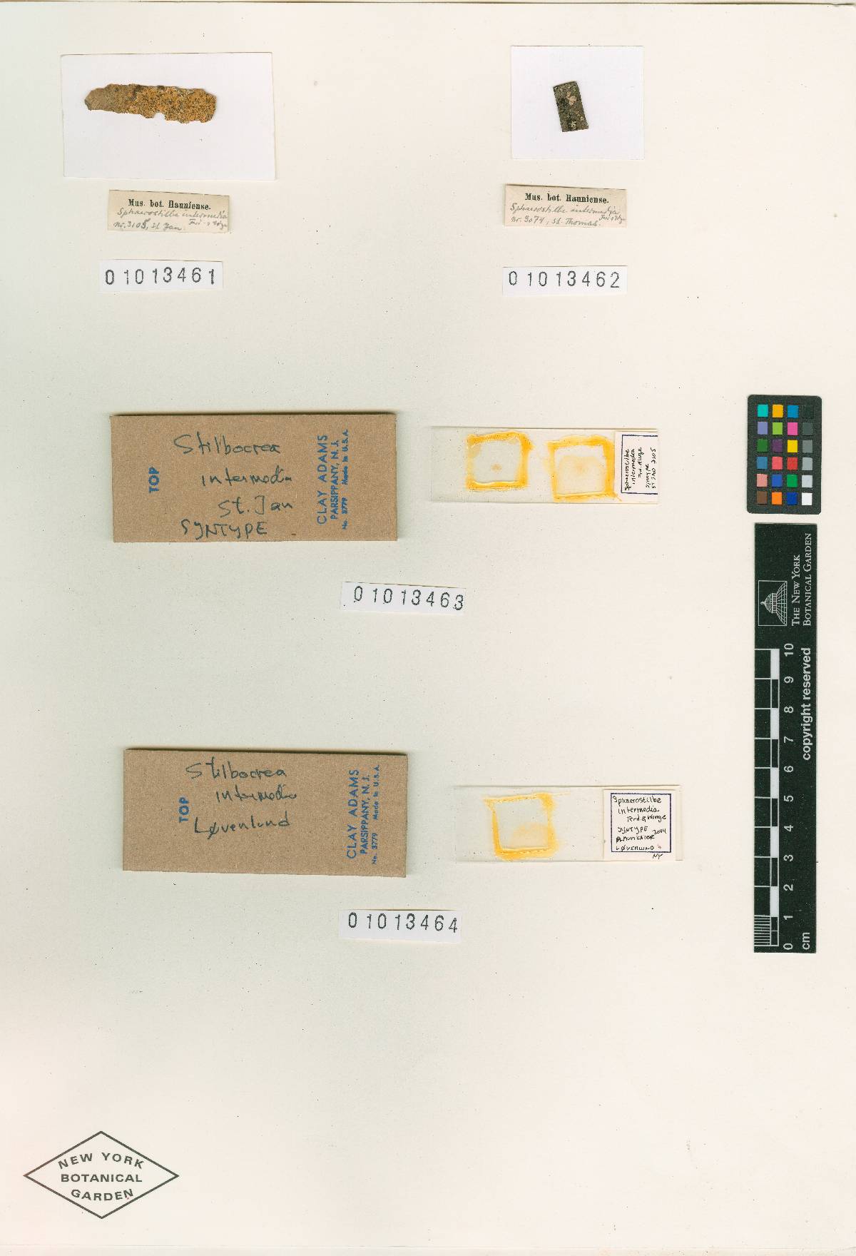 Sphaerostilbe intermedia image