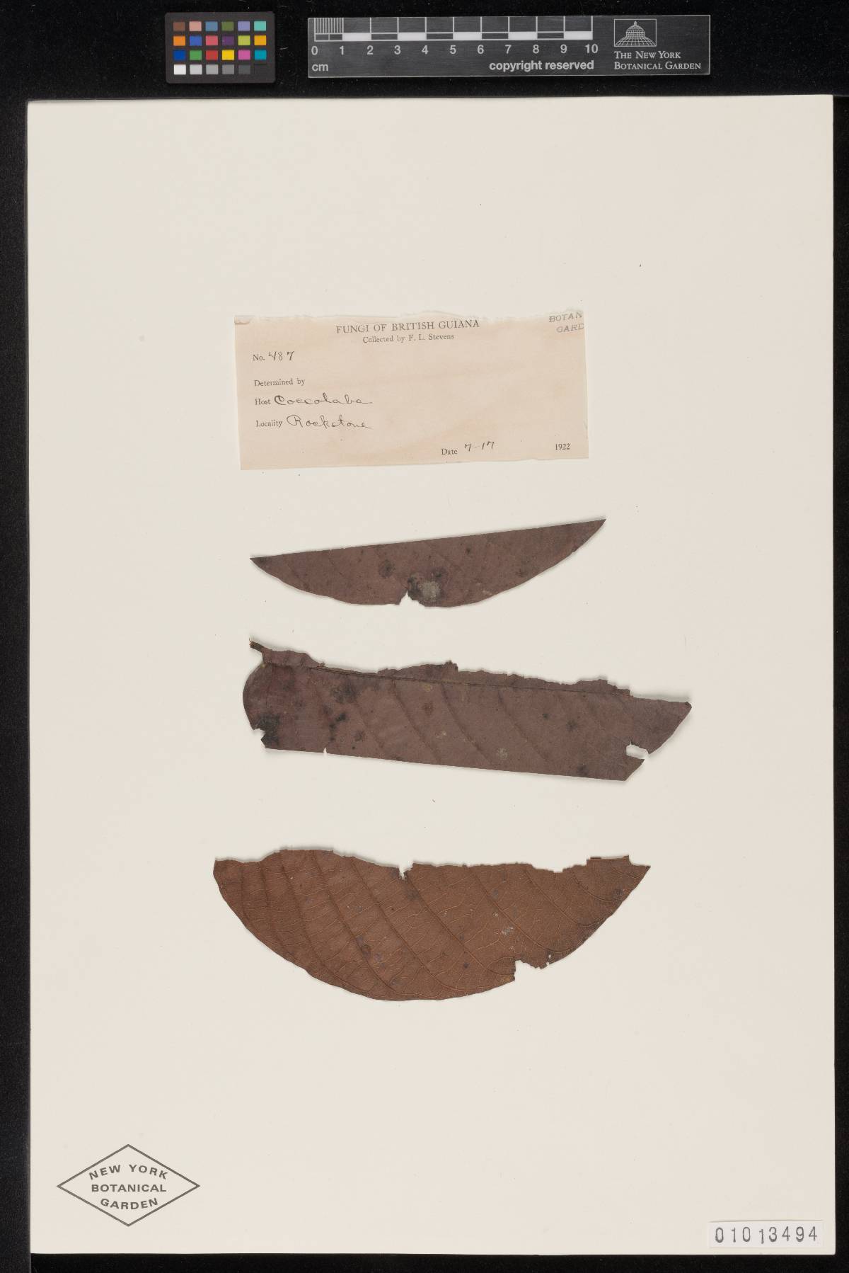 Meliola angusta image