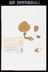 Ramularia dioscoreae image
