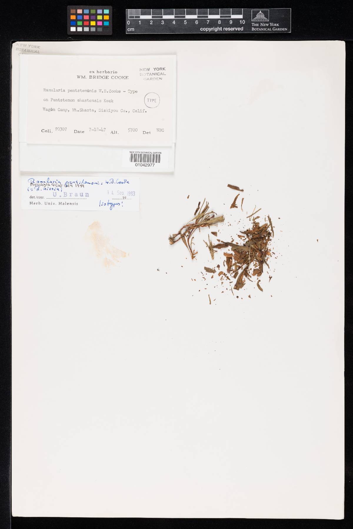 Ramularia pentstemonis image
