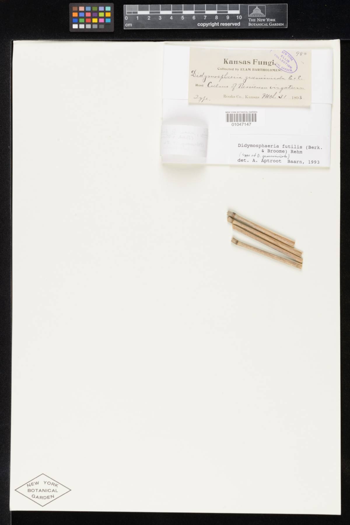Didymosphaeria graminicola image