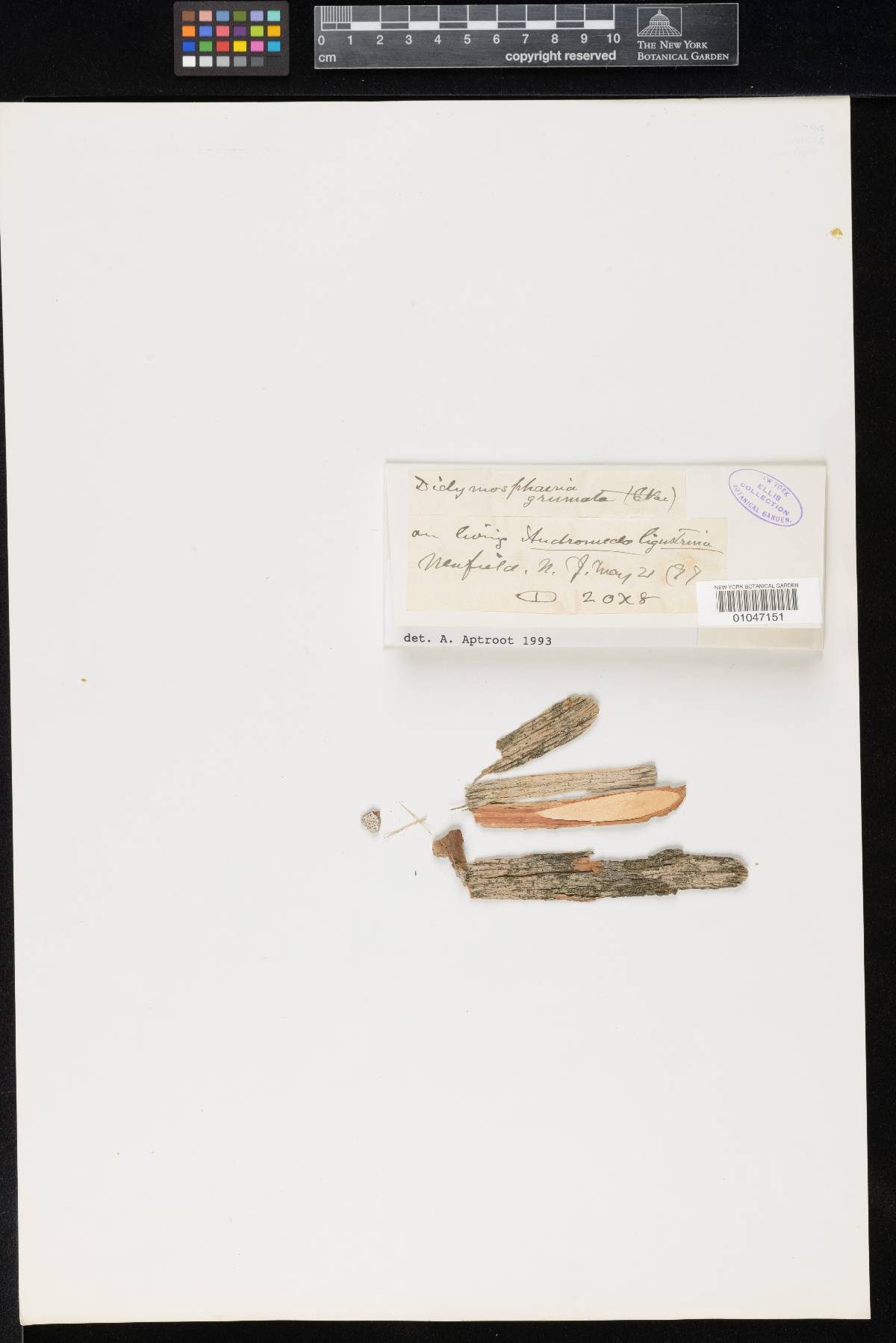 Didymosphaeriaceae image