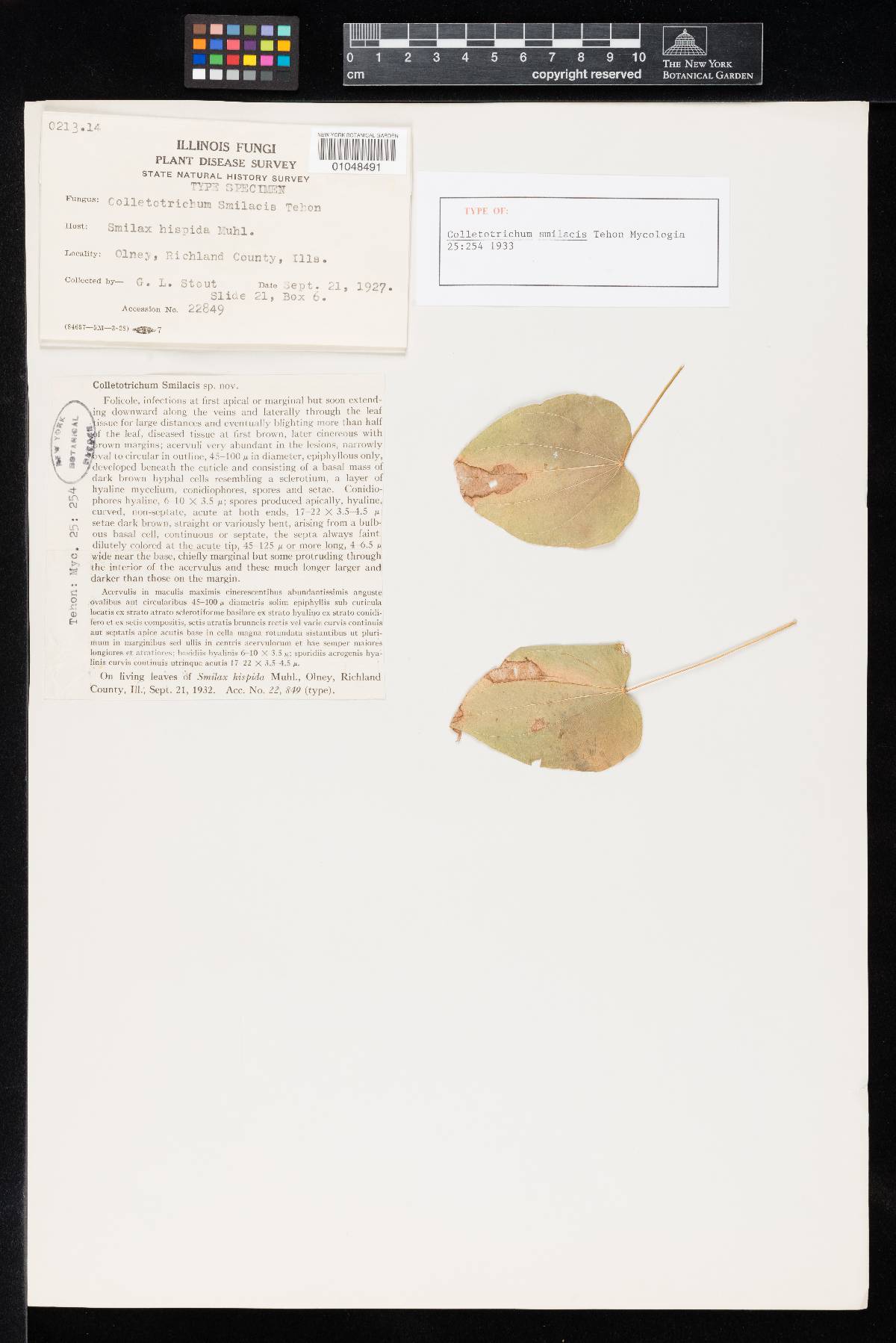 Colletotrichum smilacis image