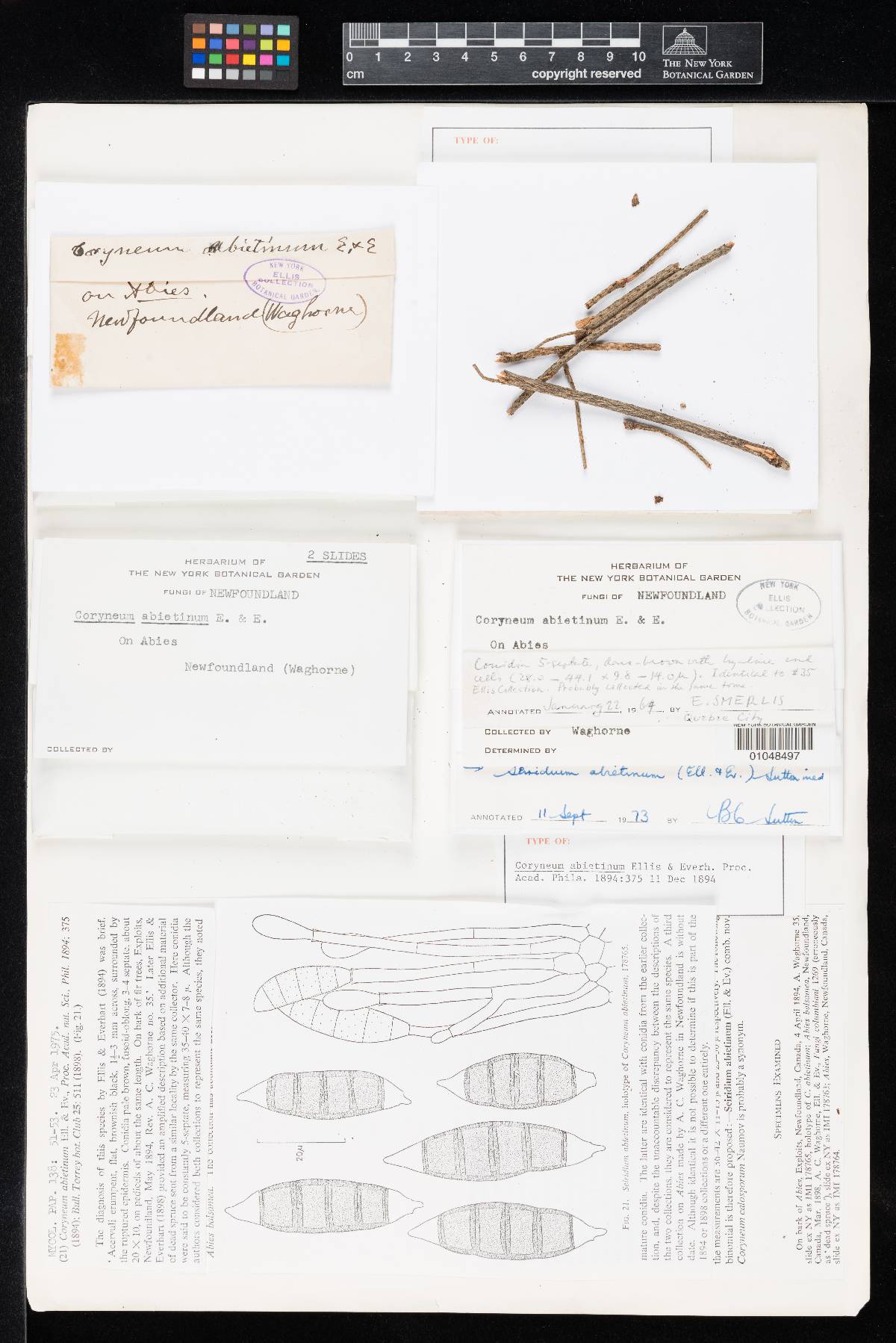 Coryneum abietinum image