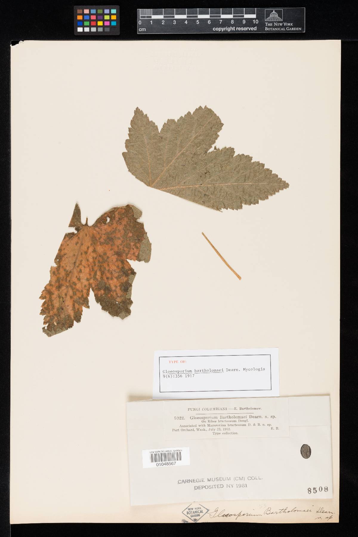 Gloeosporium bartholomaei image