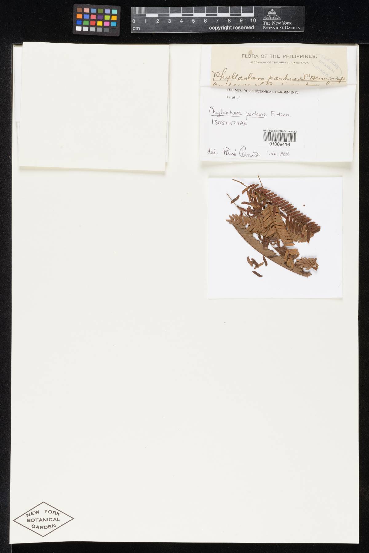 Phyllachora parkiae image