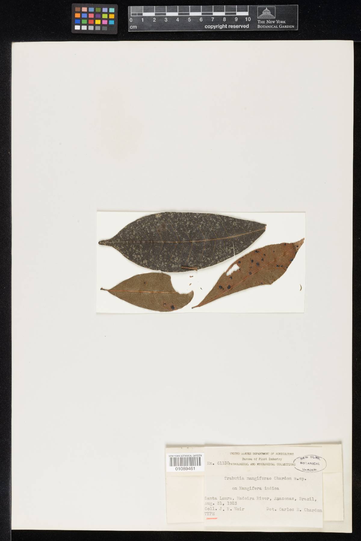 Trabutia mangiferae image