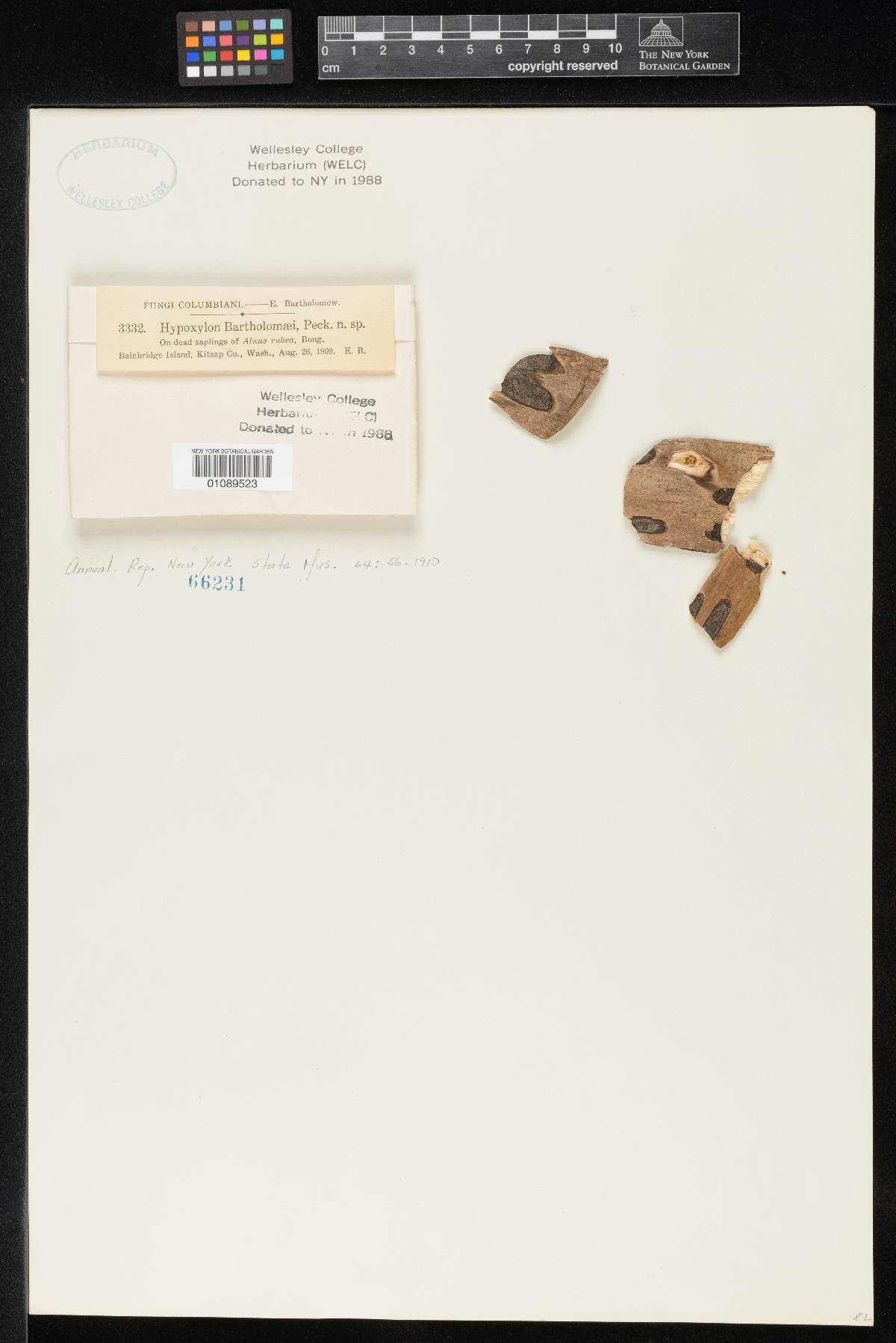 Biscogniauxia bartholomaei image