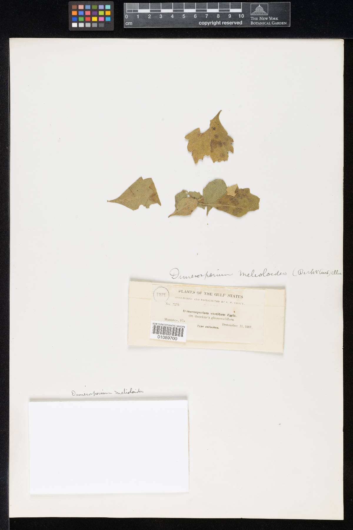 Dimerosporium vestitum image