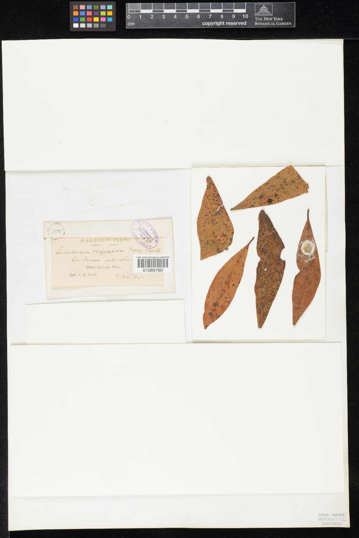 Lembosia rugispora image