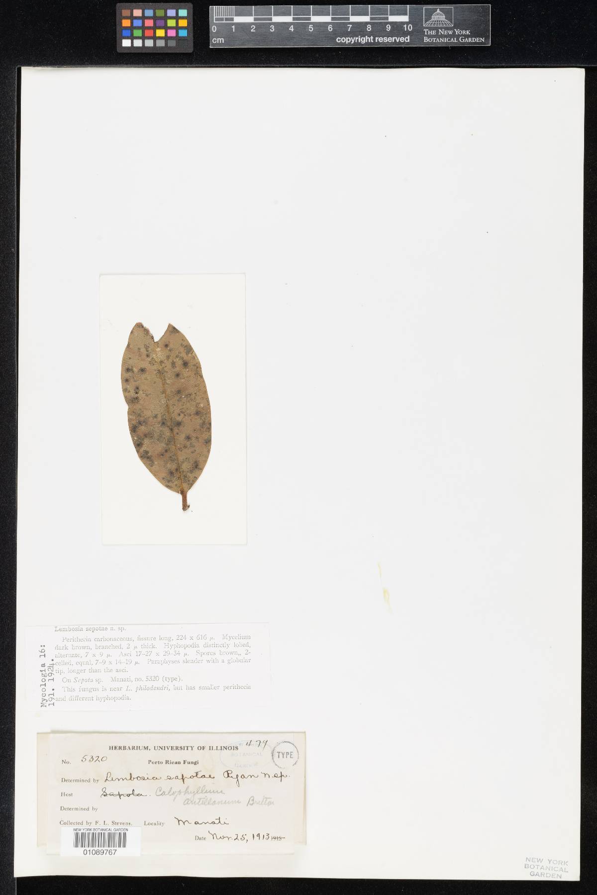 Lembosia sapotae image