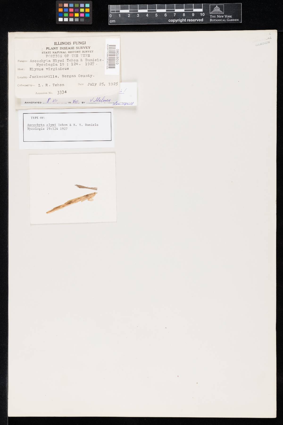 Ascochyta elymi image