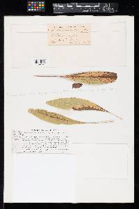 Leptothyrium similisporum image