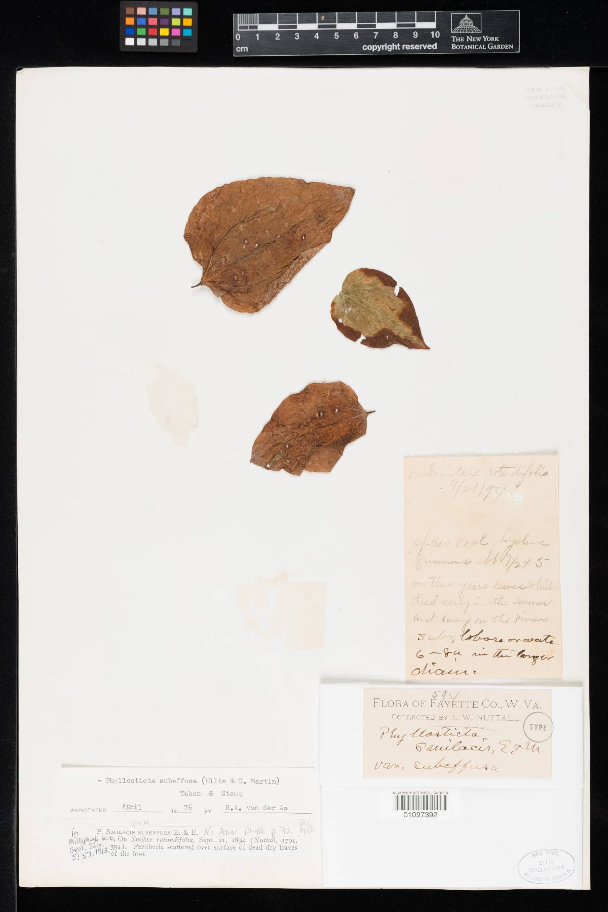 Phyllosticta smilacis var. subeffusa image