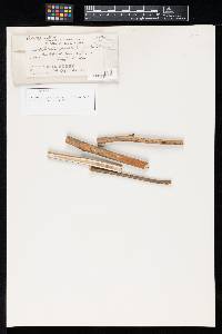 Sphaeropsis punctata image