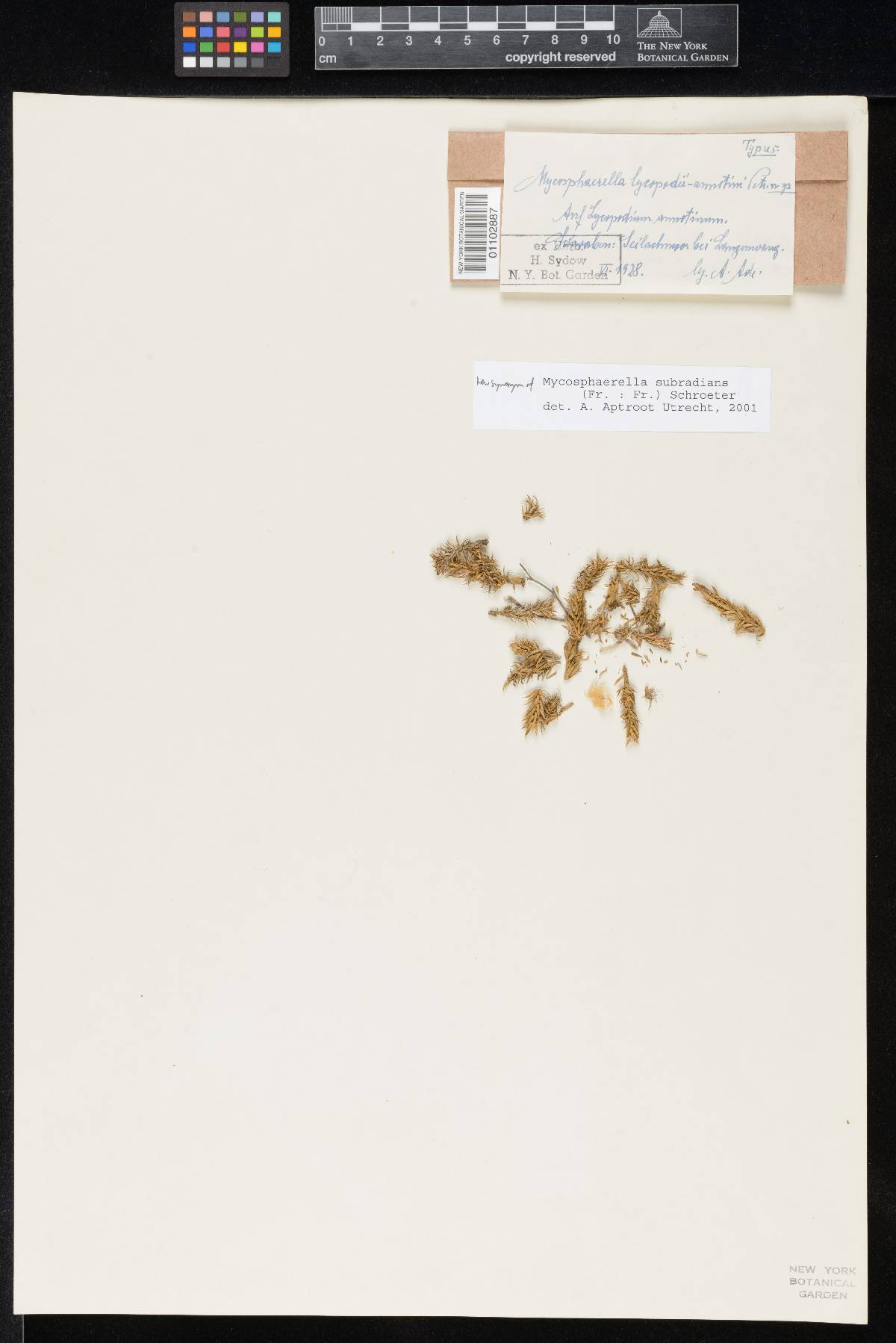 Mycosphaerella lycopodii-annotini image