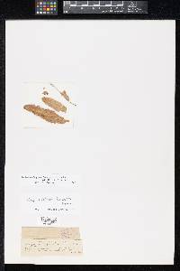 Sphaerella bracteophila image