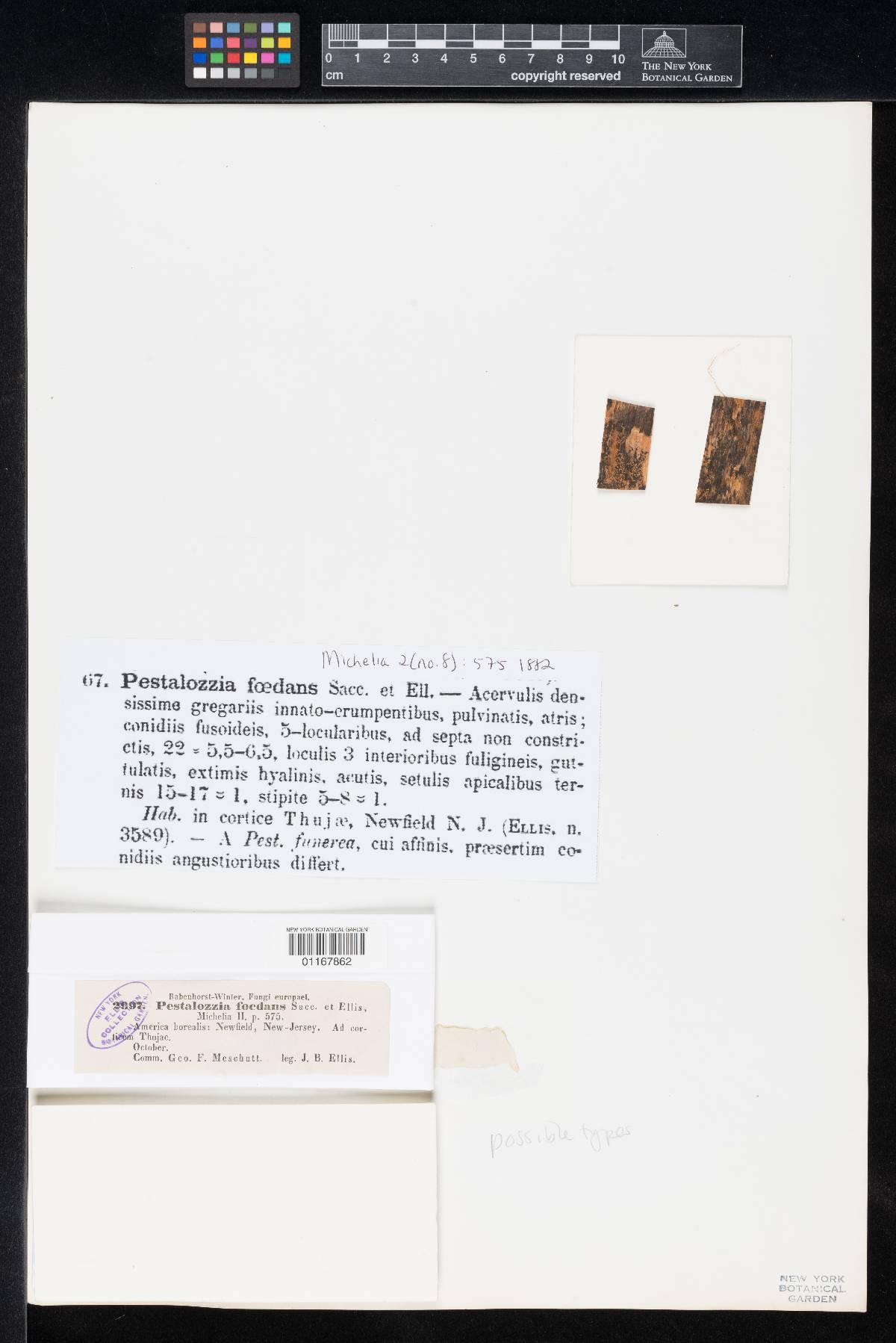 Pestalotia foedans image