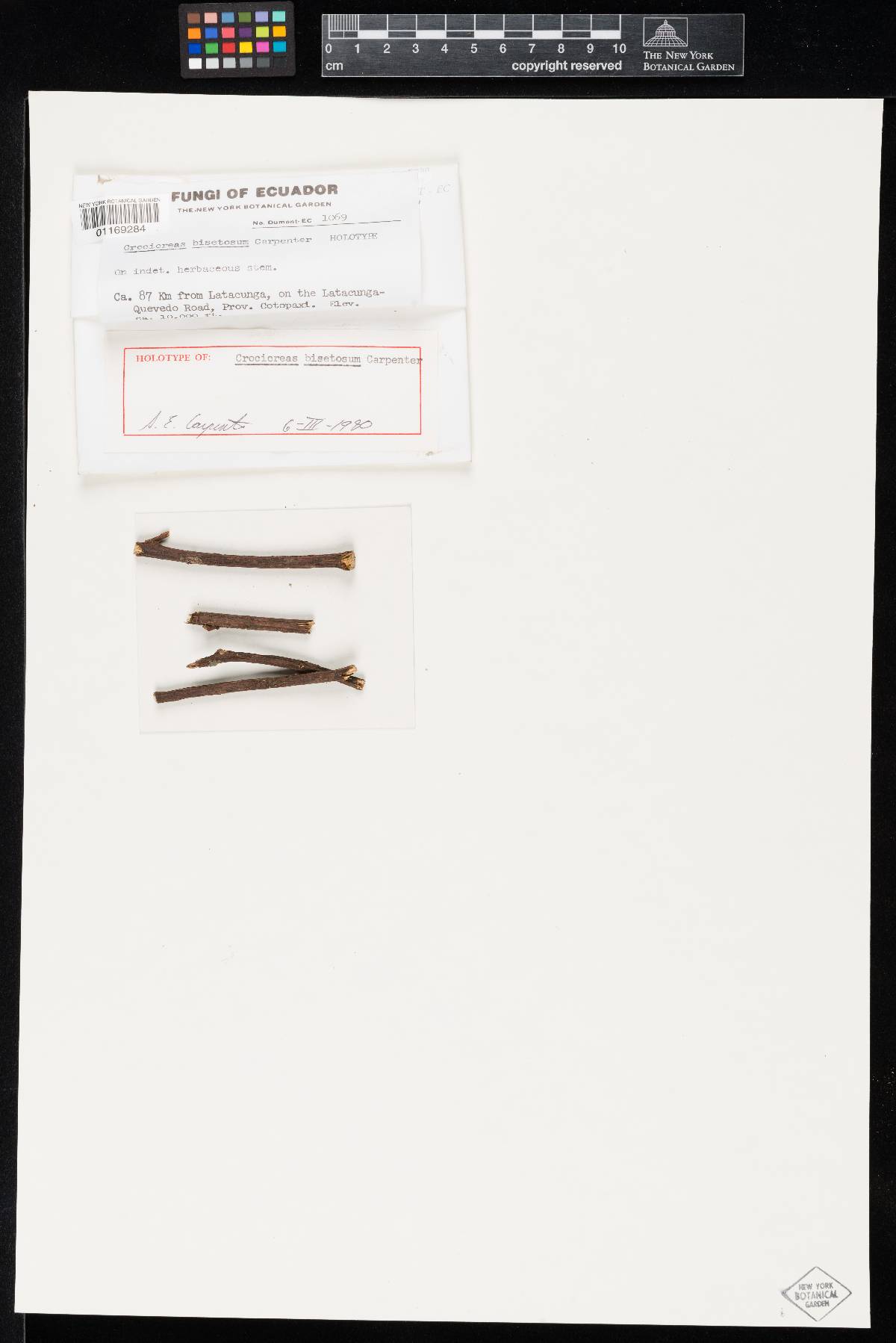 Crocicreas bisetosum image