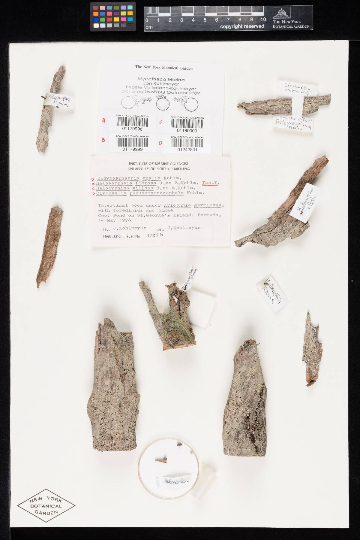 Halosarpheia fibrosa image