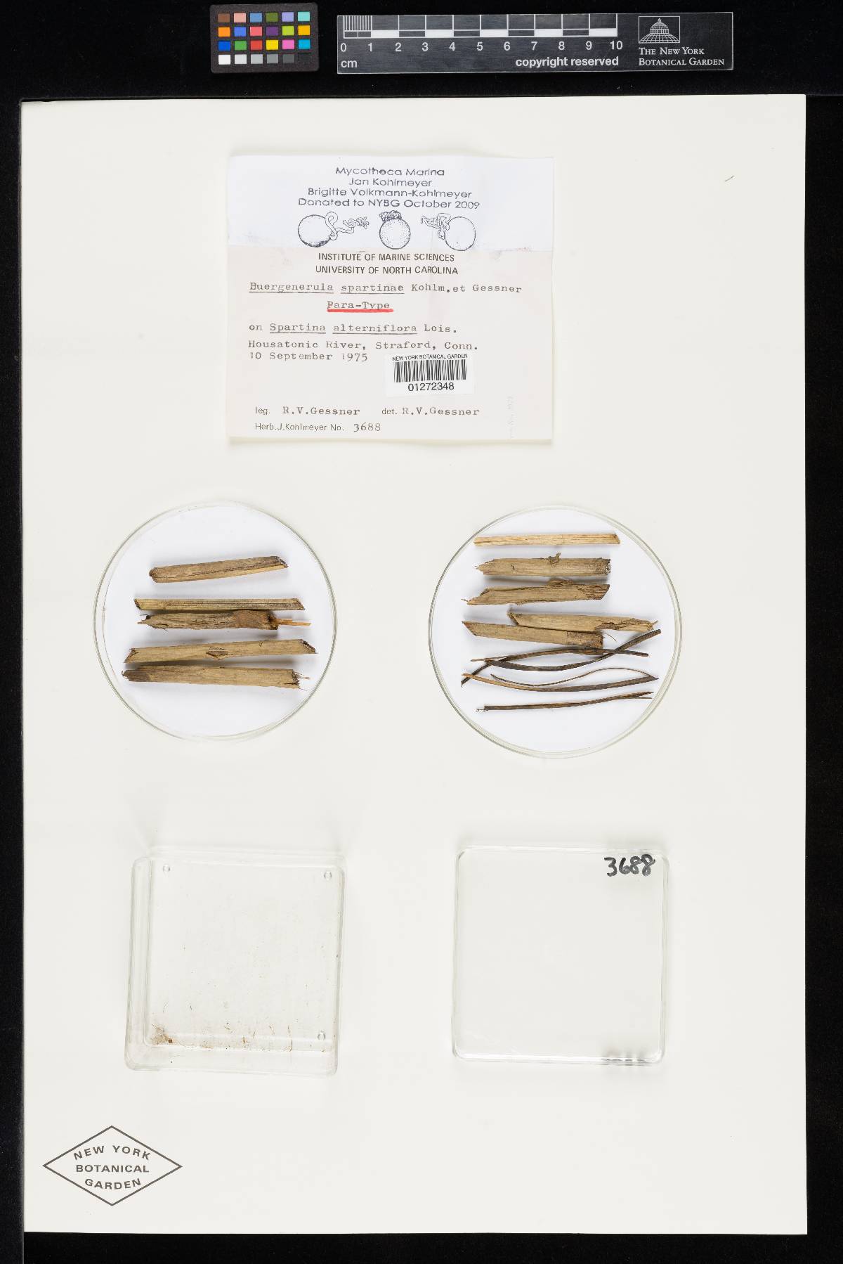 Buergenerula spartinae image