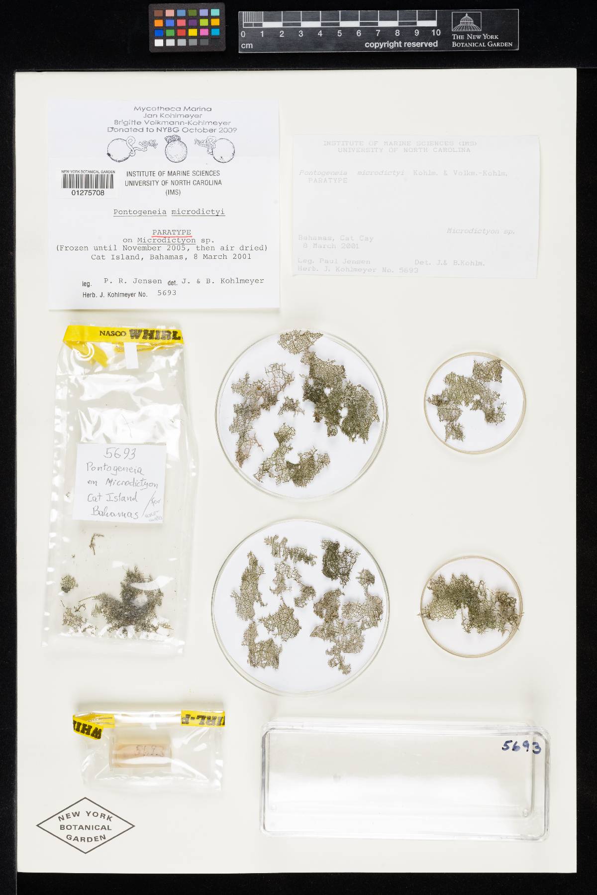 Pontogeneia microdictyi image
