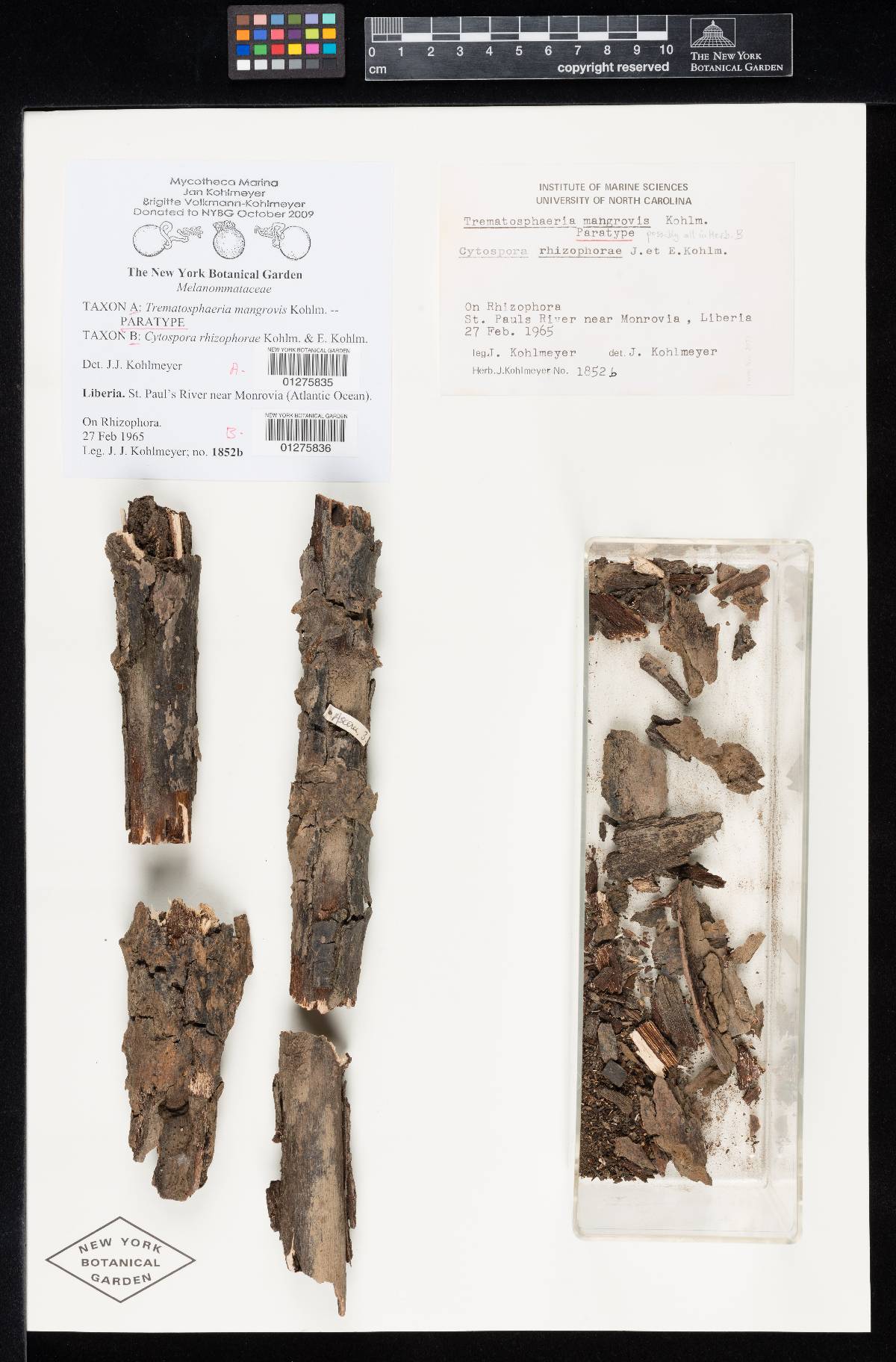 Trematosphaeria mangrovis image