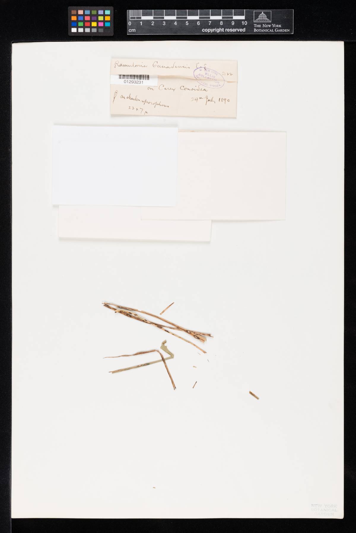 Monodidymaria canadensis image