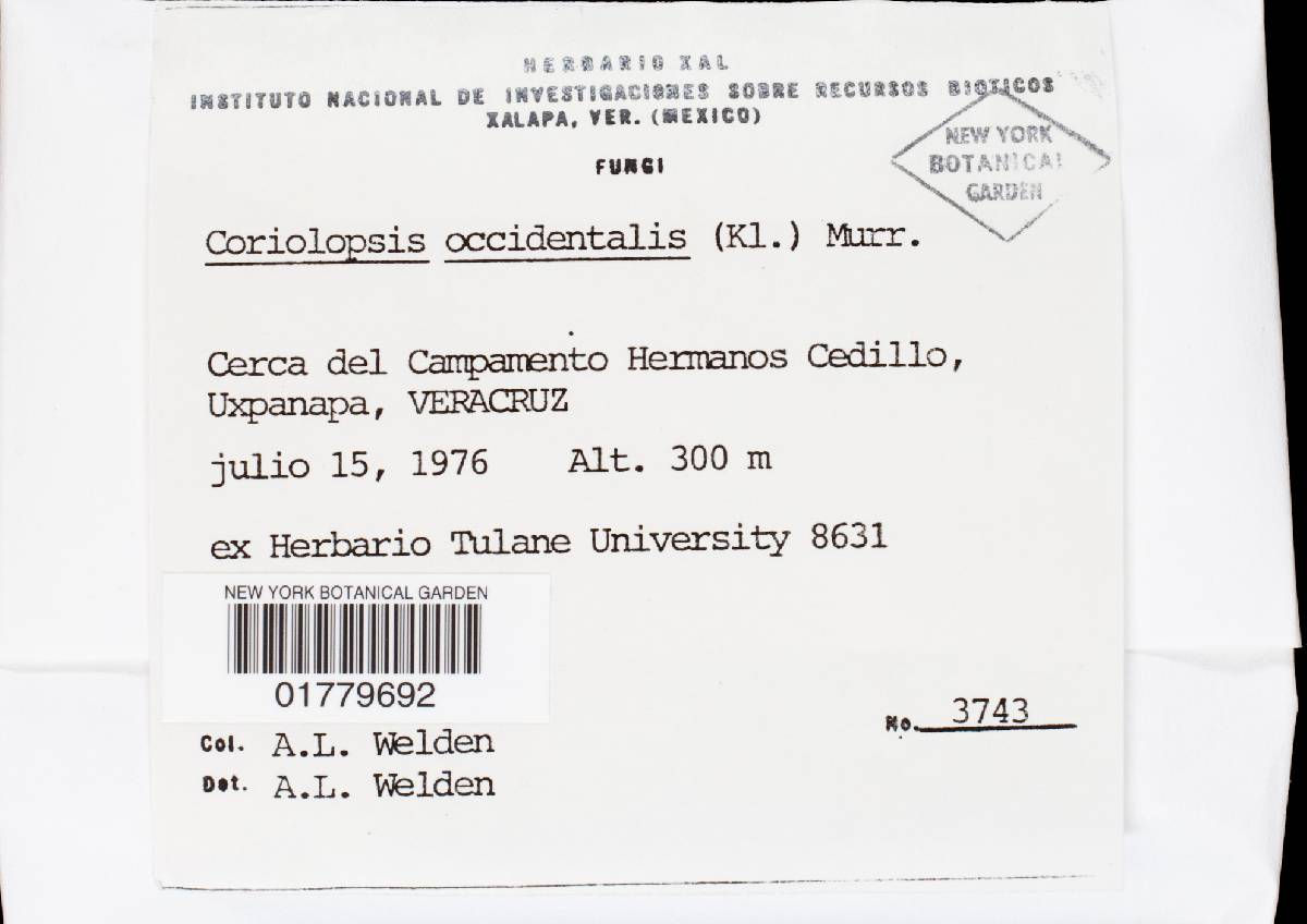 Funalia polyzona image