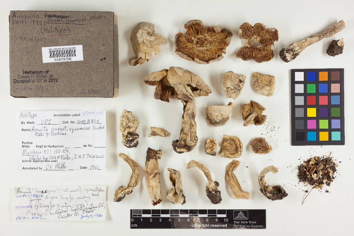 Amanita aurantisquamosa image