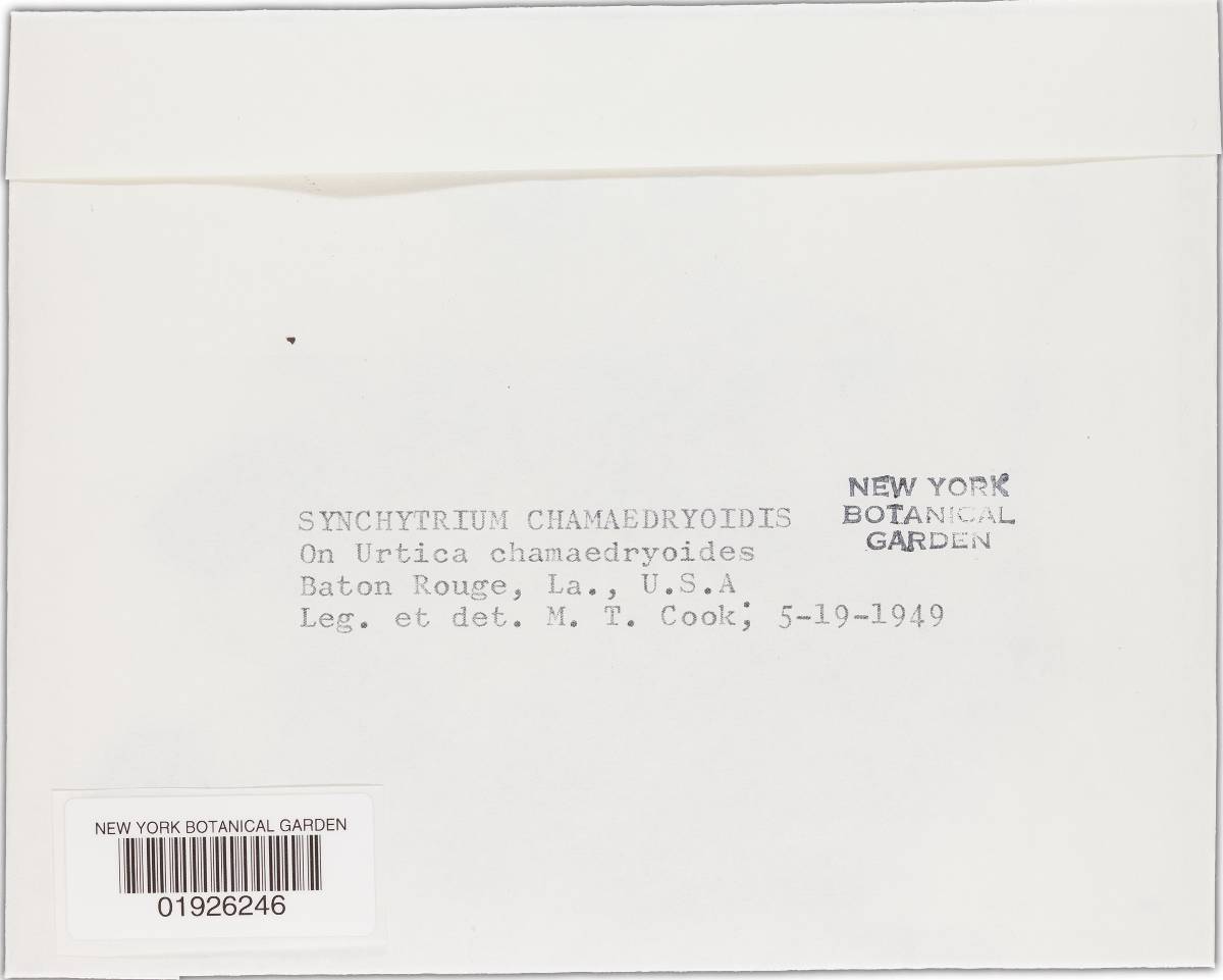 Synchytrium chamaedryoidis image