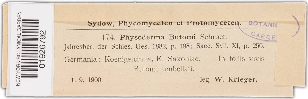Physoderma butomi image