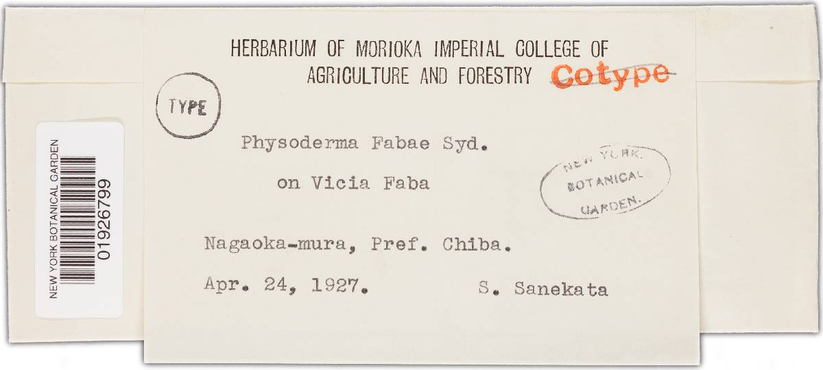 Physoderma fabae image