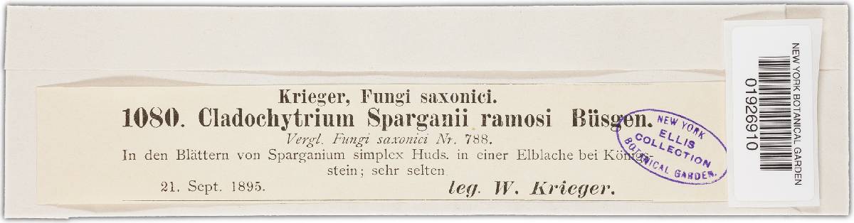 Physoderma sparganii-ramosi image