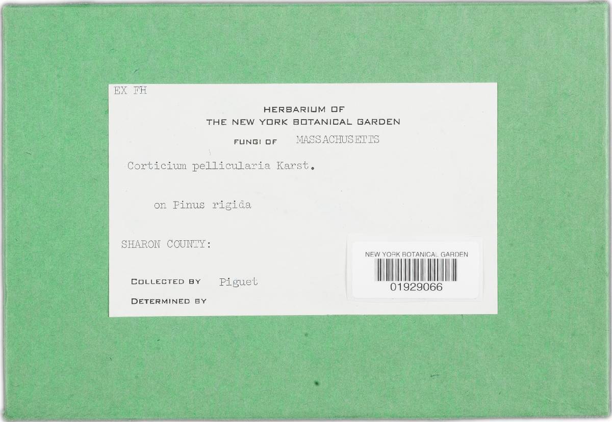 Corticium pelliculare image