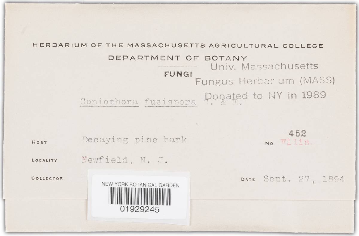 Coniophora fusispora image