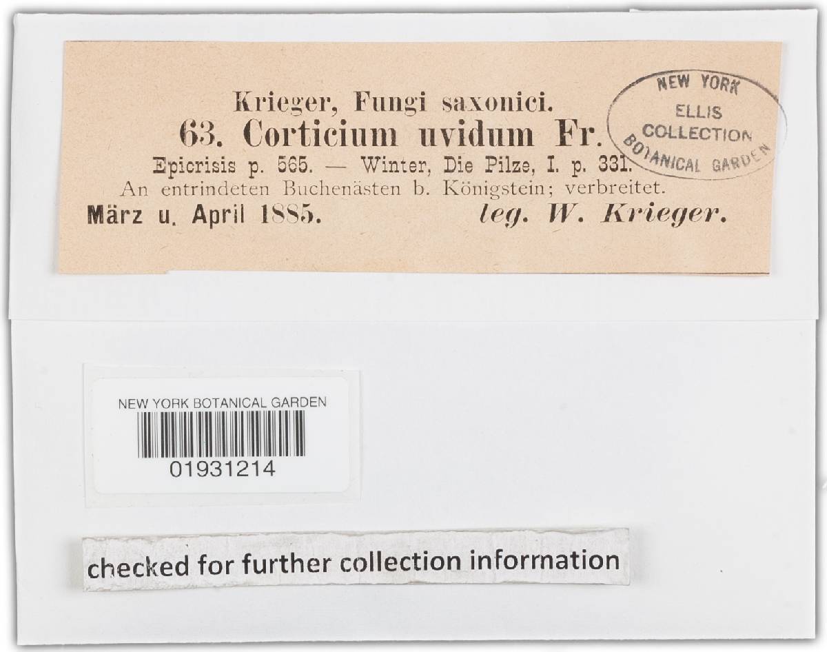 Corticium uvidum image
