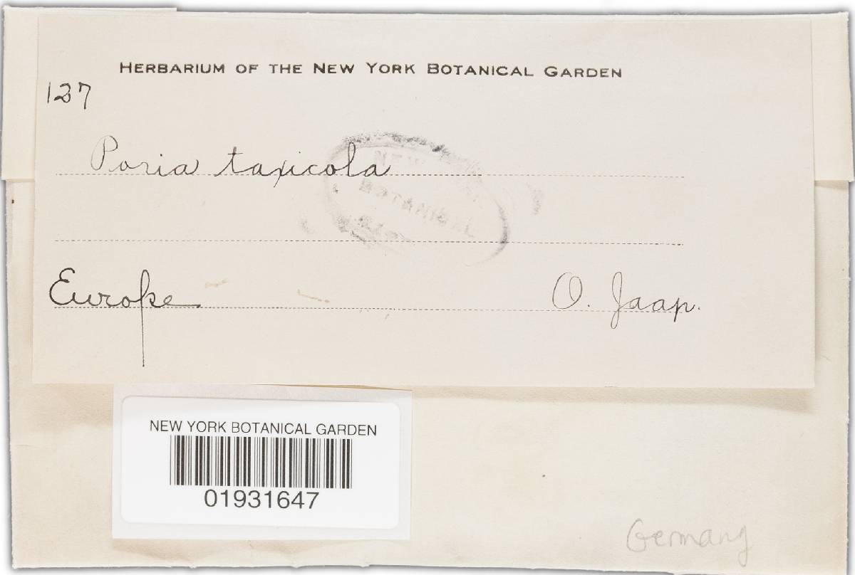 Gloeoporus taxicola image