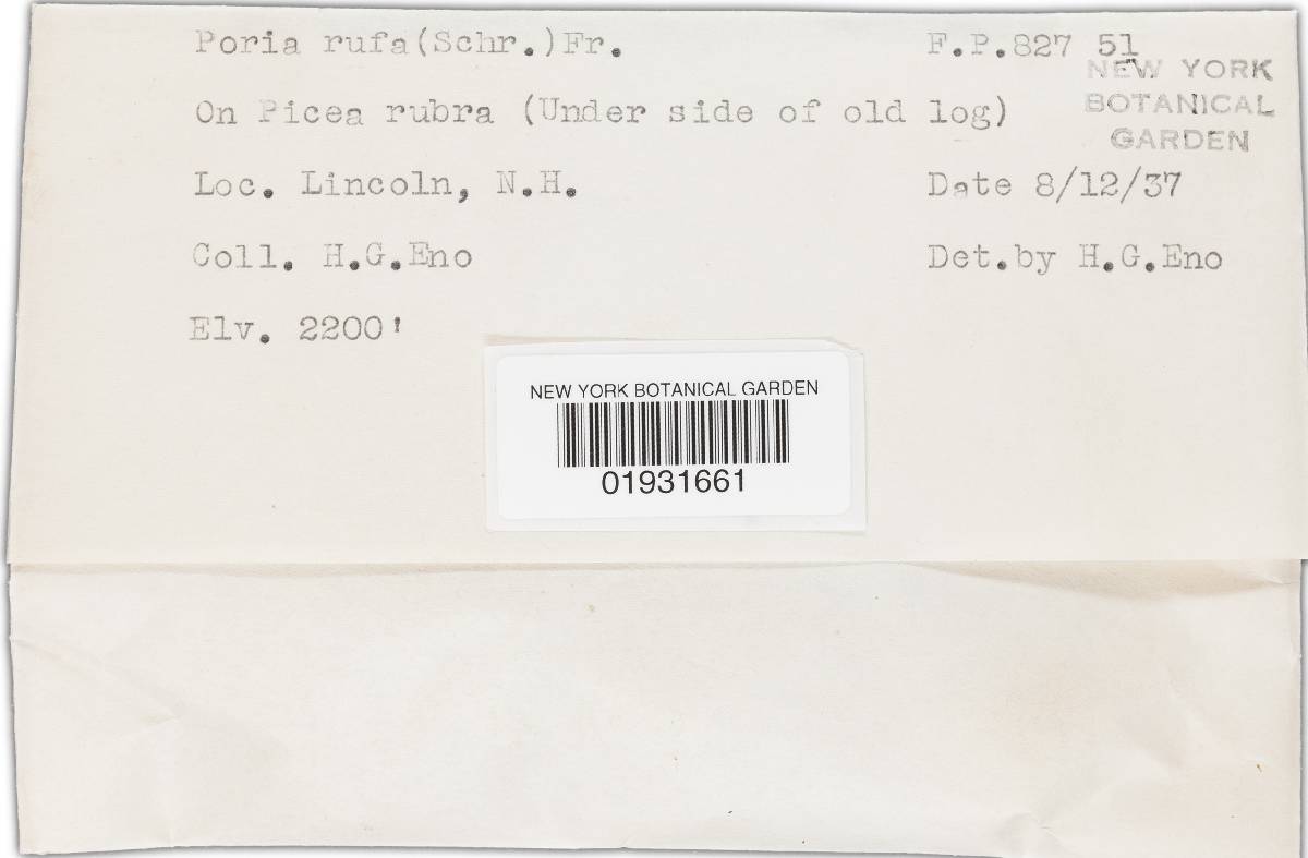 Gloeoporus taxicola image