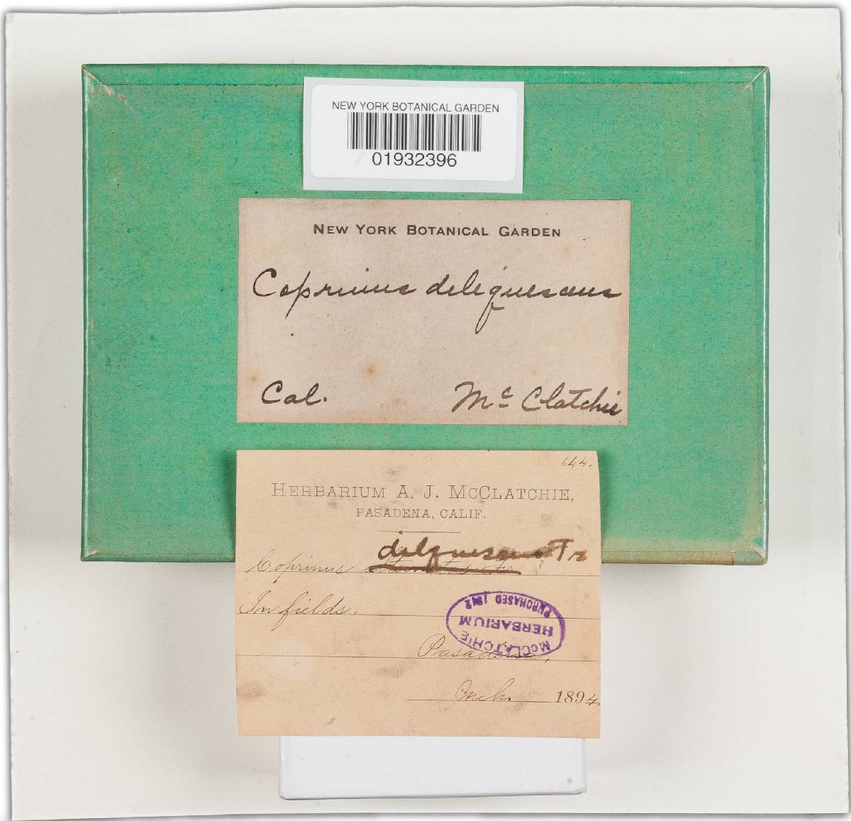 Coprinellus deliquescens image