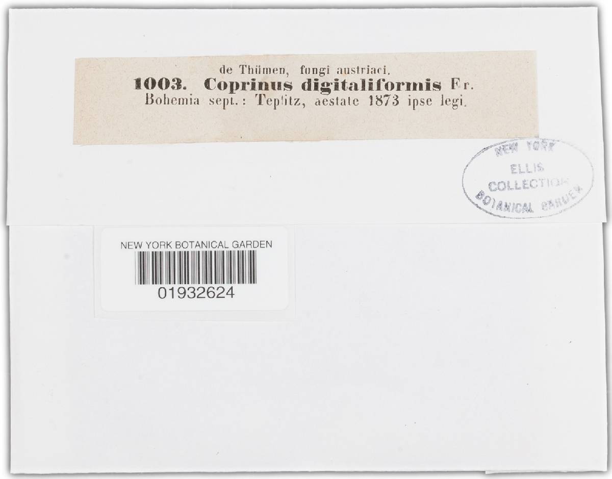 Coprinus digitaliformis image