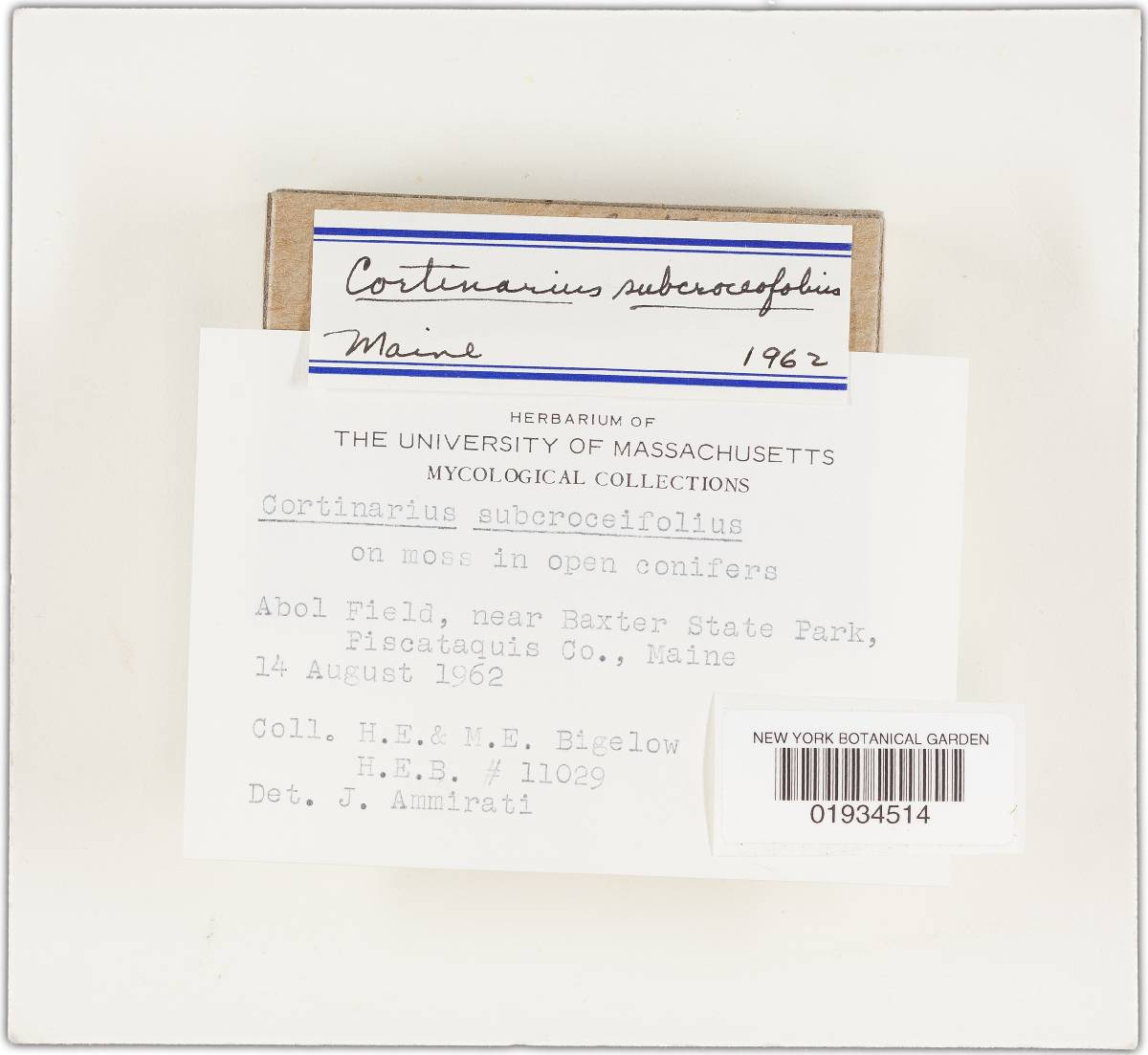 Cortinarius subcroceofolius image