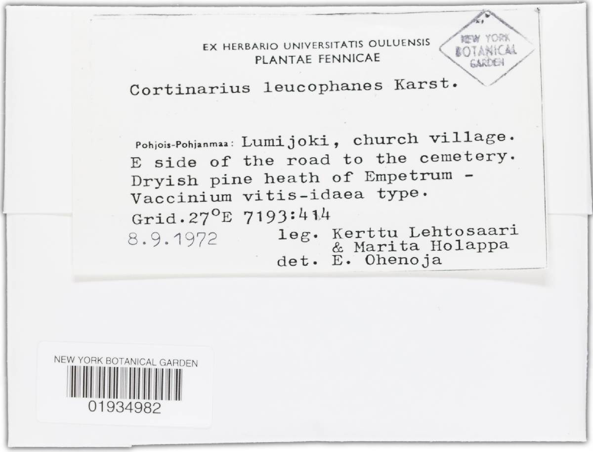 Cortinarius leucophanes image