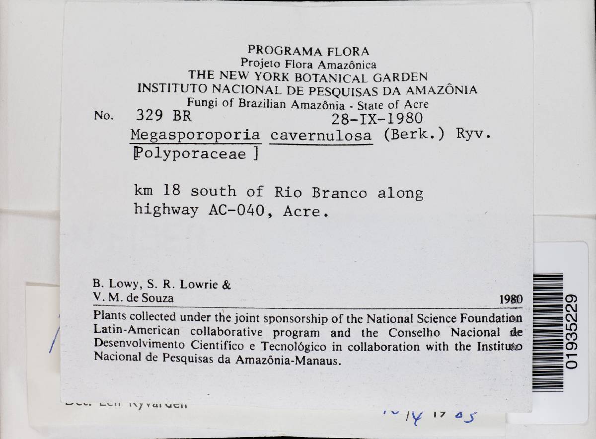 Megasporoporia cavernulosa image